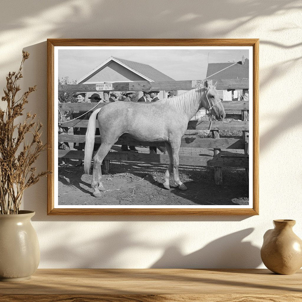Palomino Horse Auction El Dorado Texas November 1939