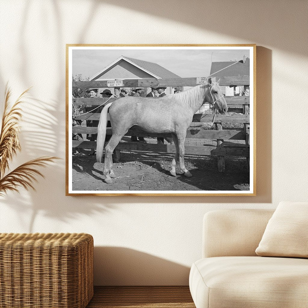 Palomino Horse Auction El Dorado Texas November 1939
