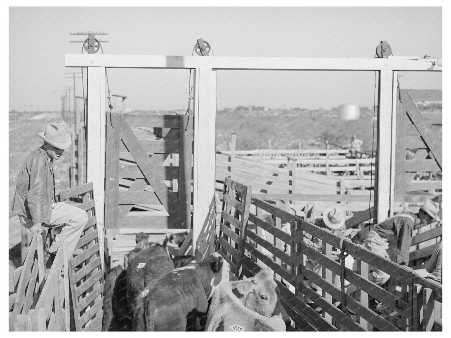 Cattle Unloading at San Angelo Auction November 1939