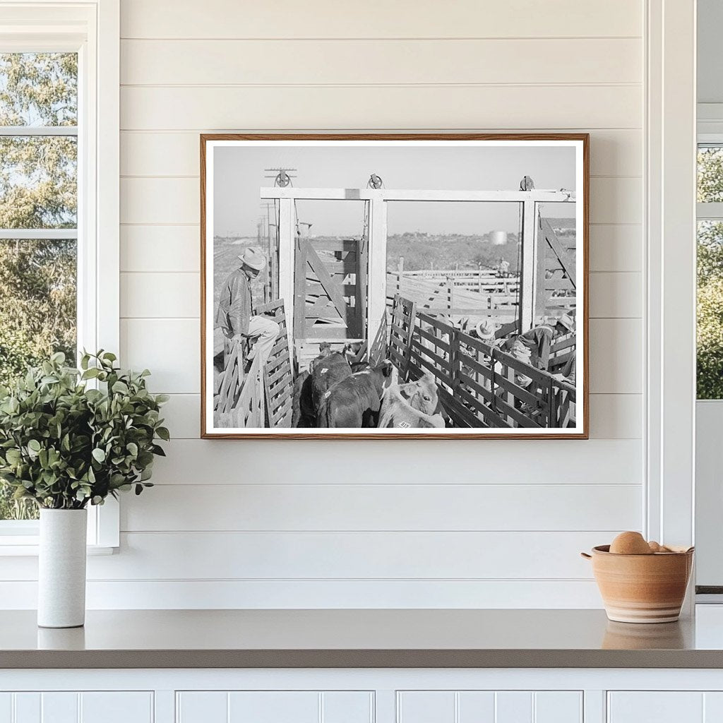 Cattle Unloading at San Angelo Auction November 1939