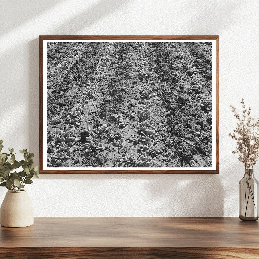Young Spinach Growing in Tom Green County Texas 1939