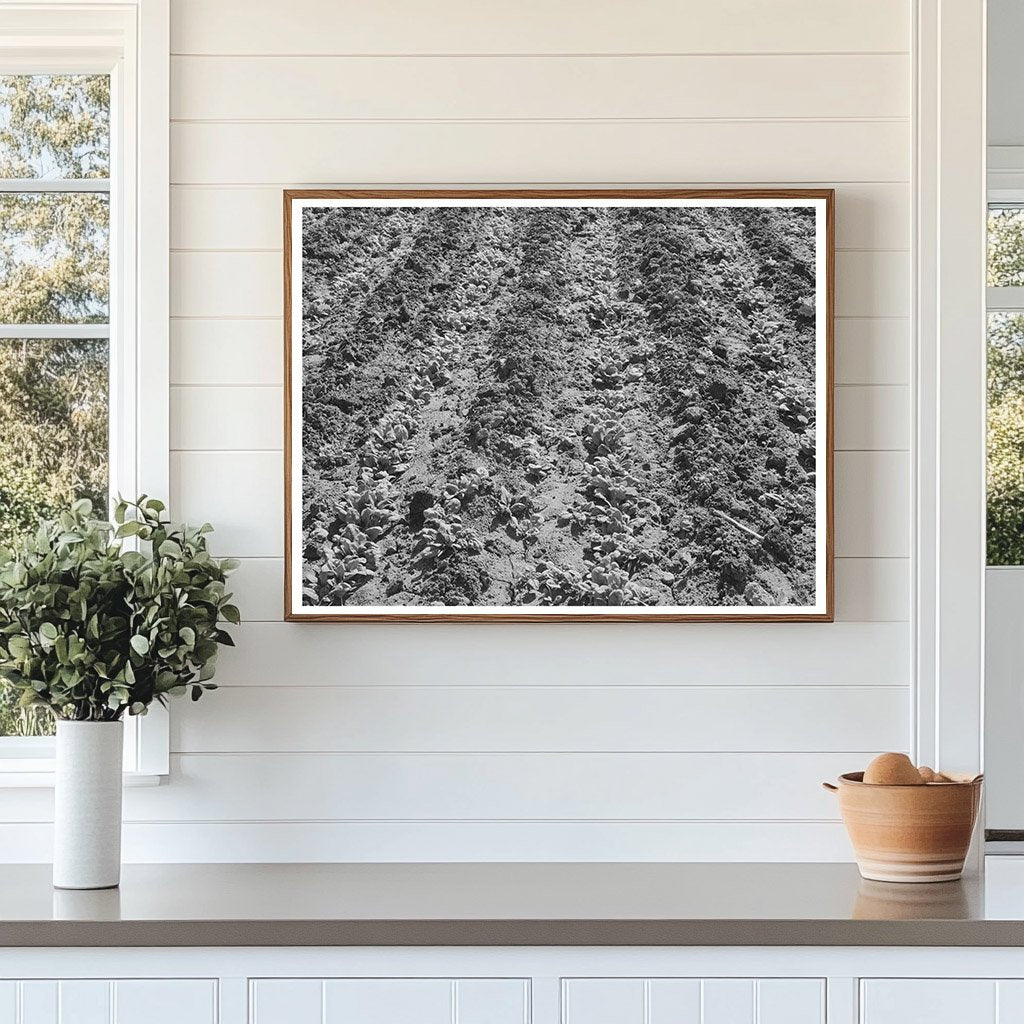 Young Spinach Growing in Tom Green County Texas 1939
