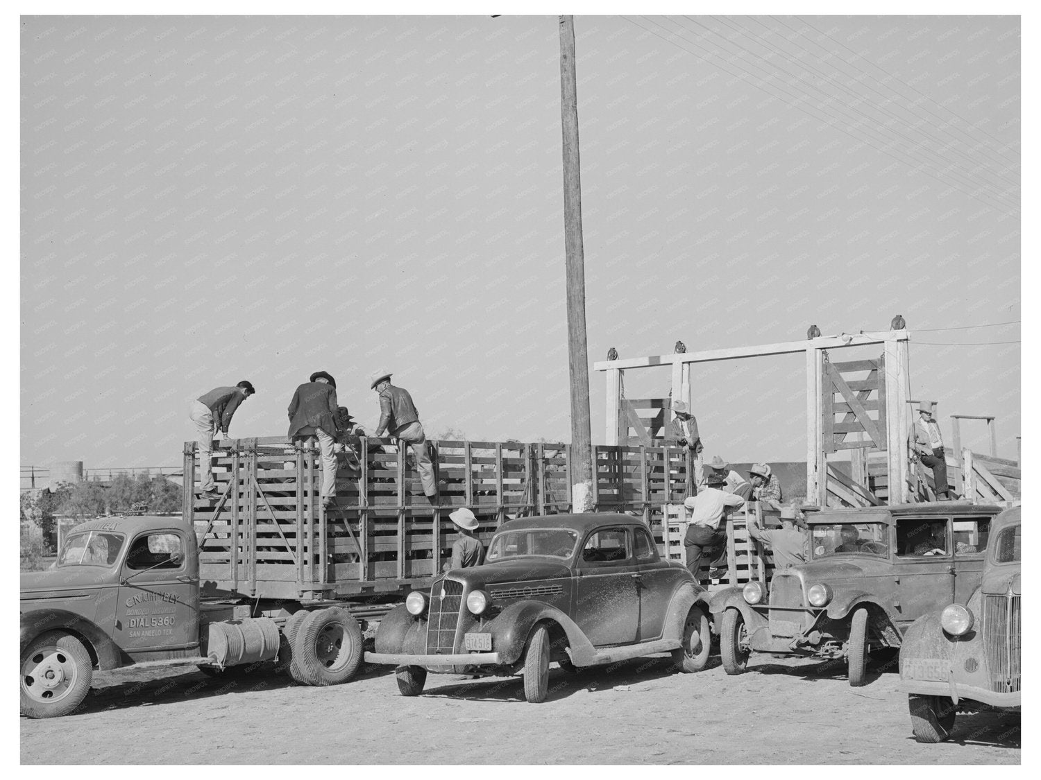 Unloading Cattle at San Angelo Stockyards November 1939