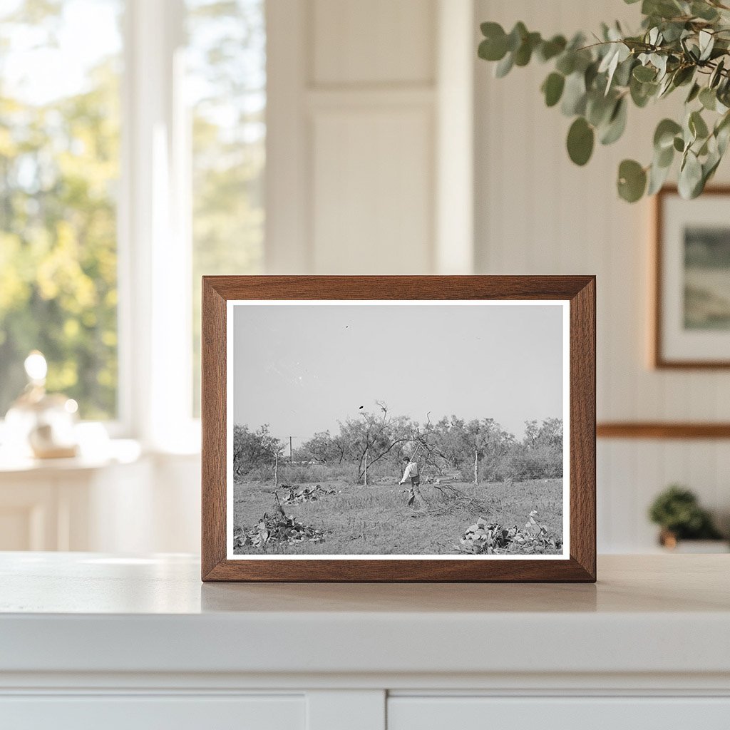 Clearing Land for Truck Farming San Angelo Texas 1939