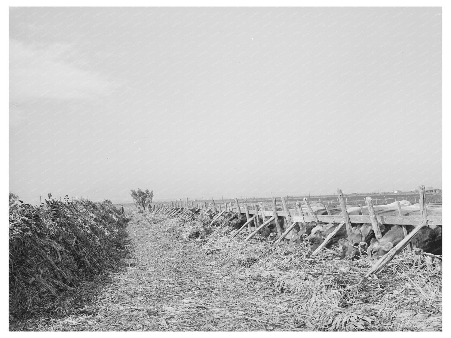 Dairy Farming in Tom Green County Texas 1939