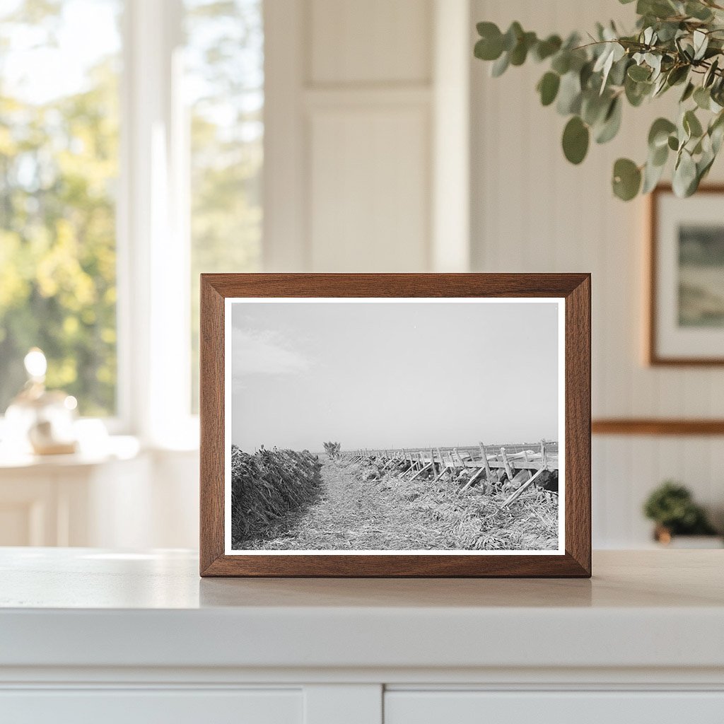 Dairy Farming in Tom Green County Texas 1939