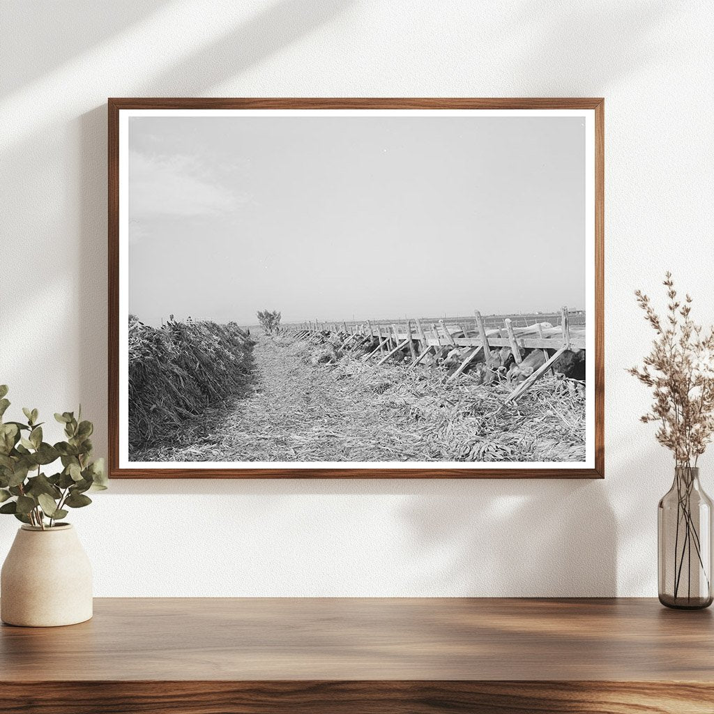 Dairy Farming in Tom Green County Texas 1939