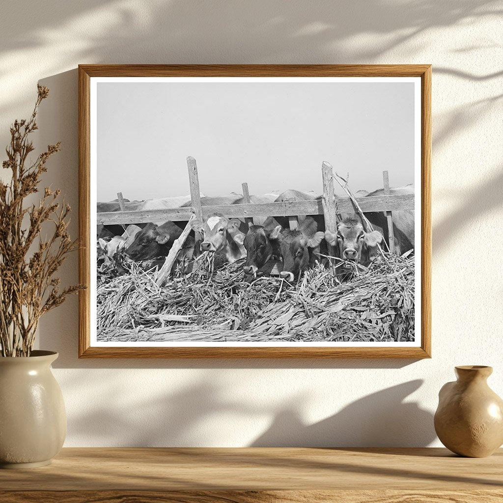 Cows Feeding at Dairy Farm in San Angelo Texas 1939