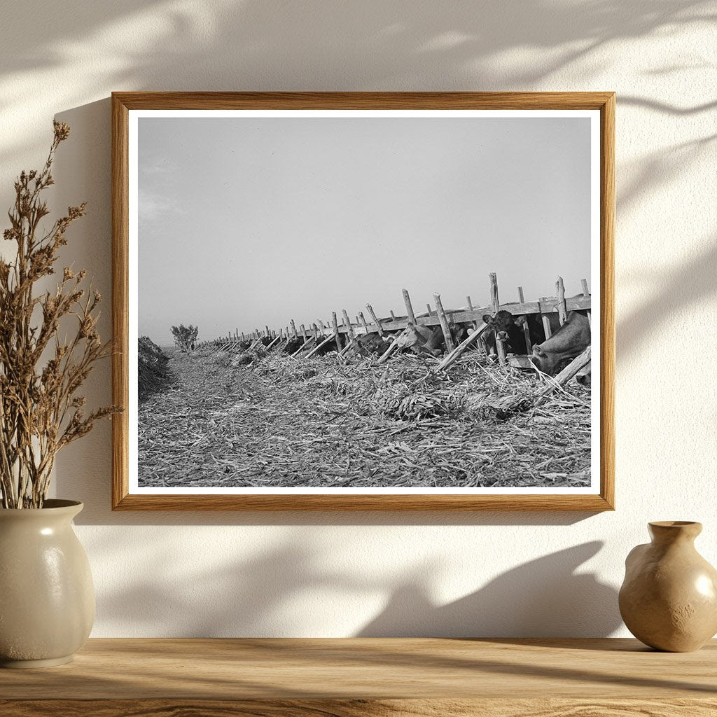 Cows Feeding at Dairy Tom Green County Texas 1939