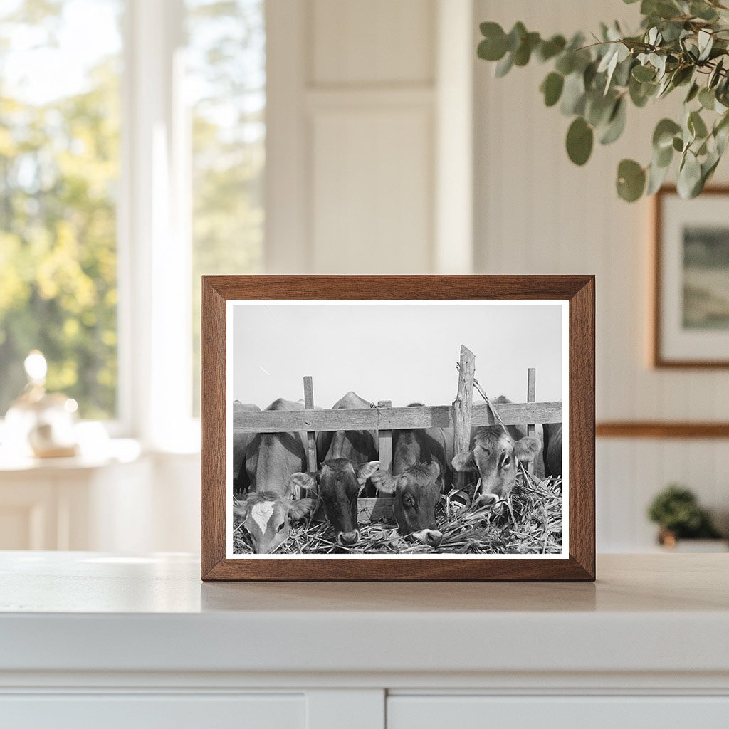 Cows Feeding at Dairy in Tom Green County Texas 1939