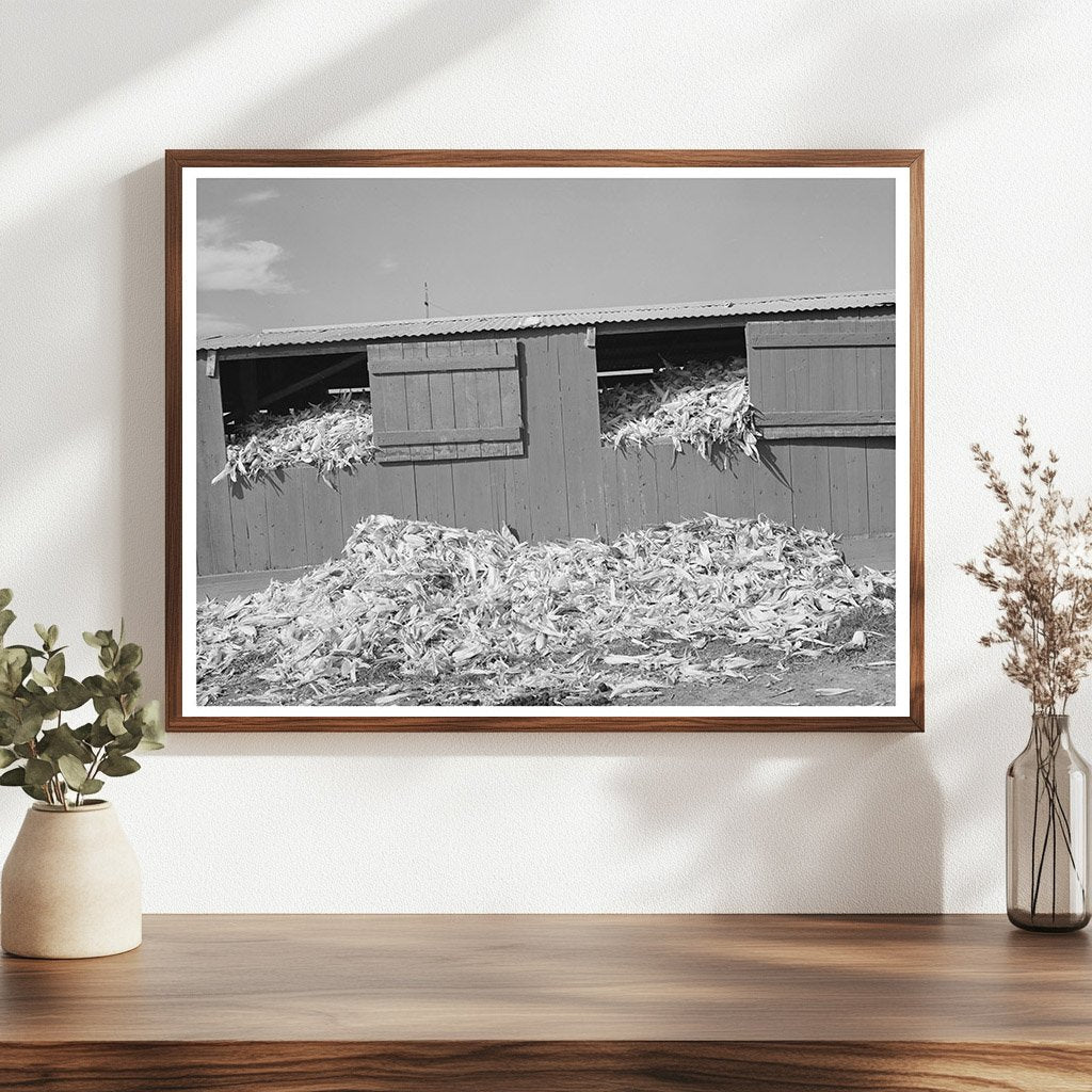 Shed Filled with Corn at Dairy Farm San Angelo Texas 1939