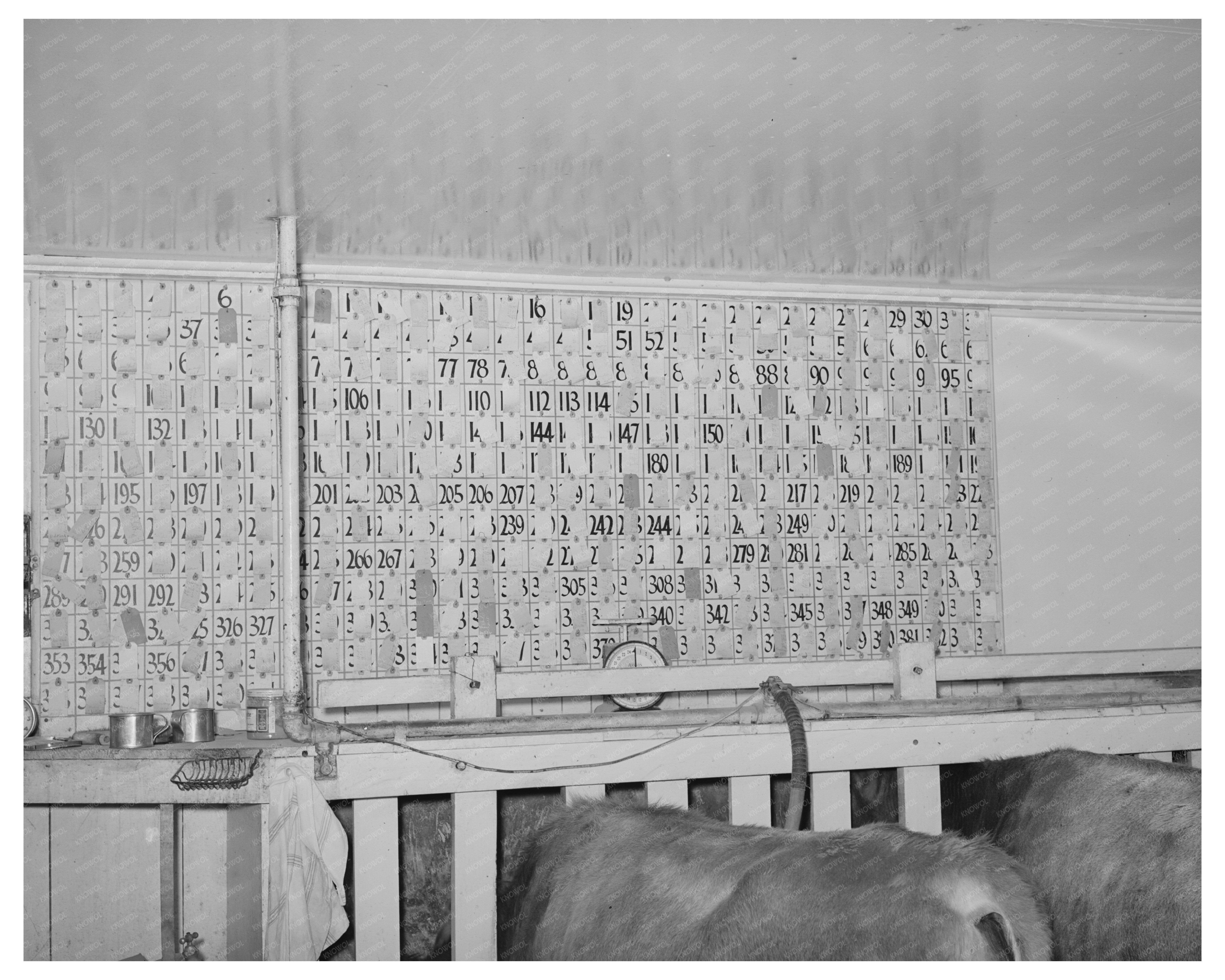 Milking Data Chart from Tom Green County Texas 1939
