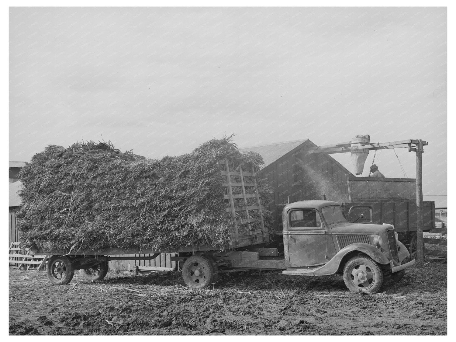 Dairy Operation in Tom Green County Texas 1939
