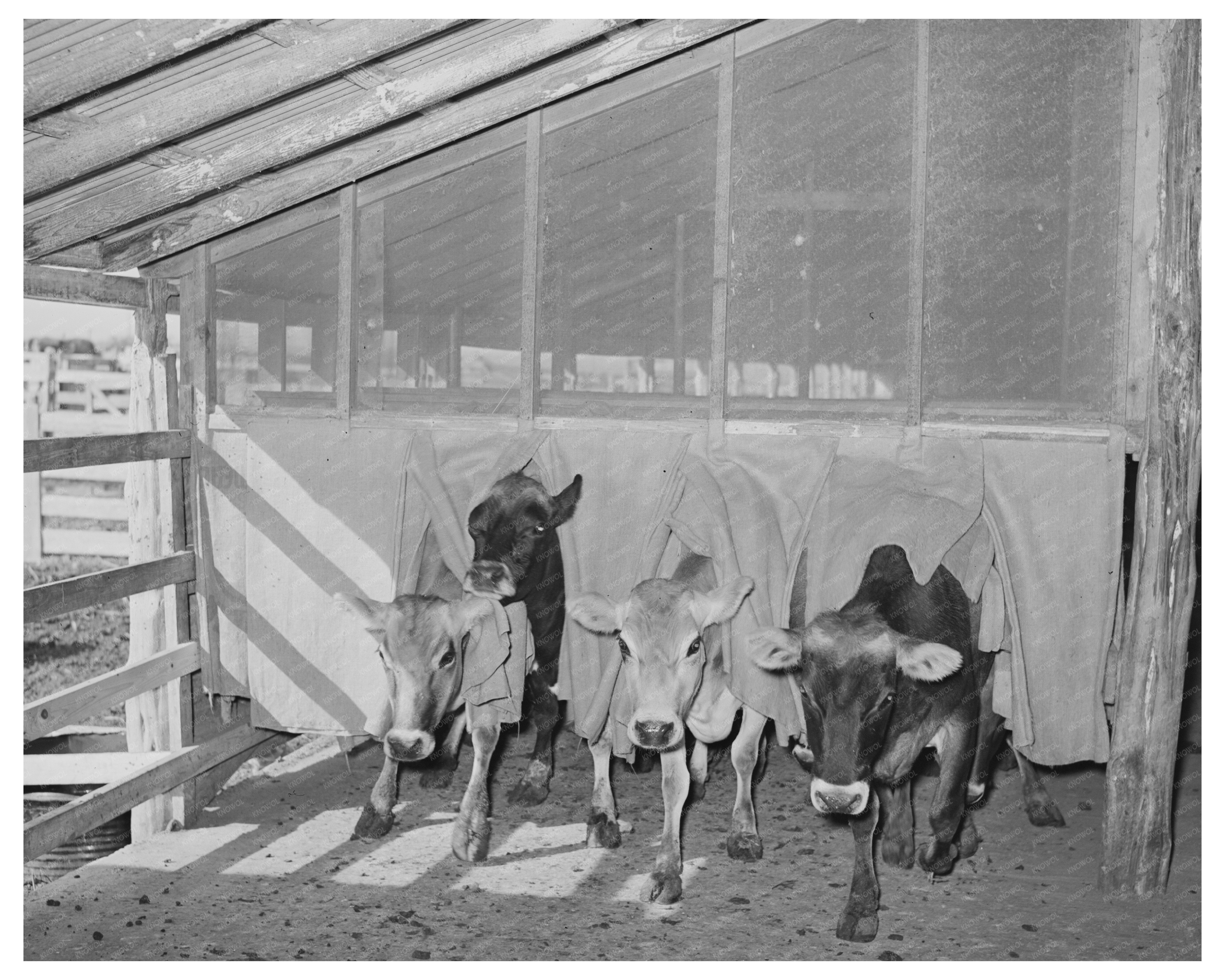 San Angelo Texas Dairy Operation November 1939 Image