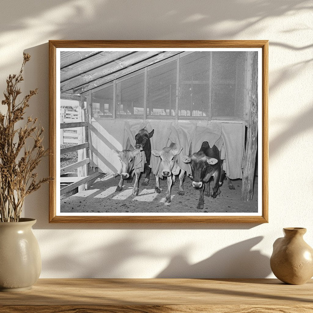San Angelo Texas Dairy Operation November 1939 Image
