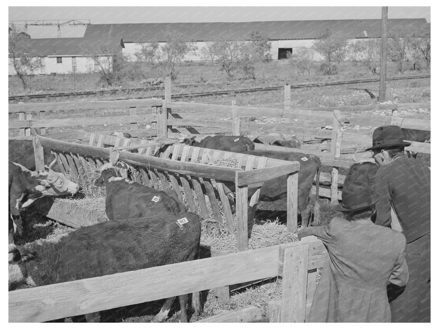 Men Observing Livestock in San Angelo Texas 1939