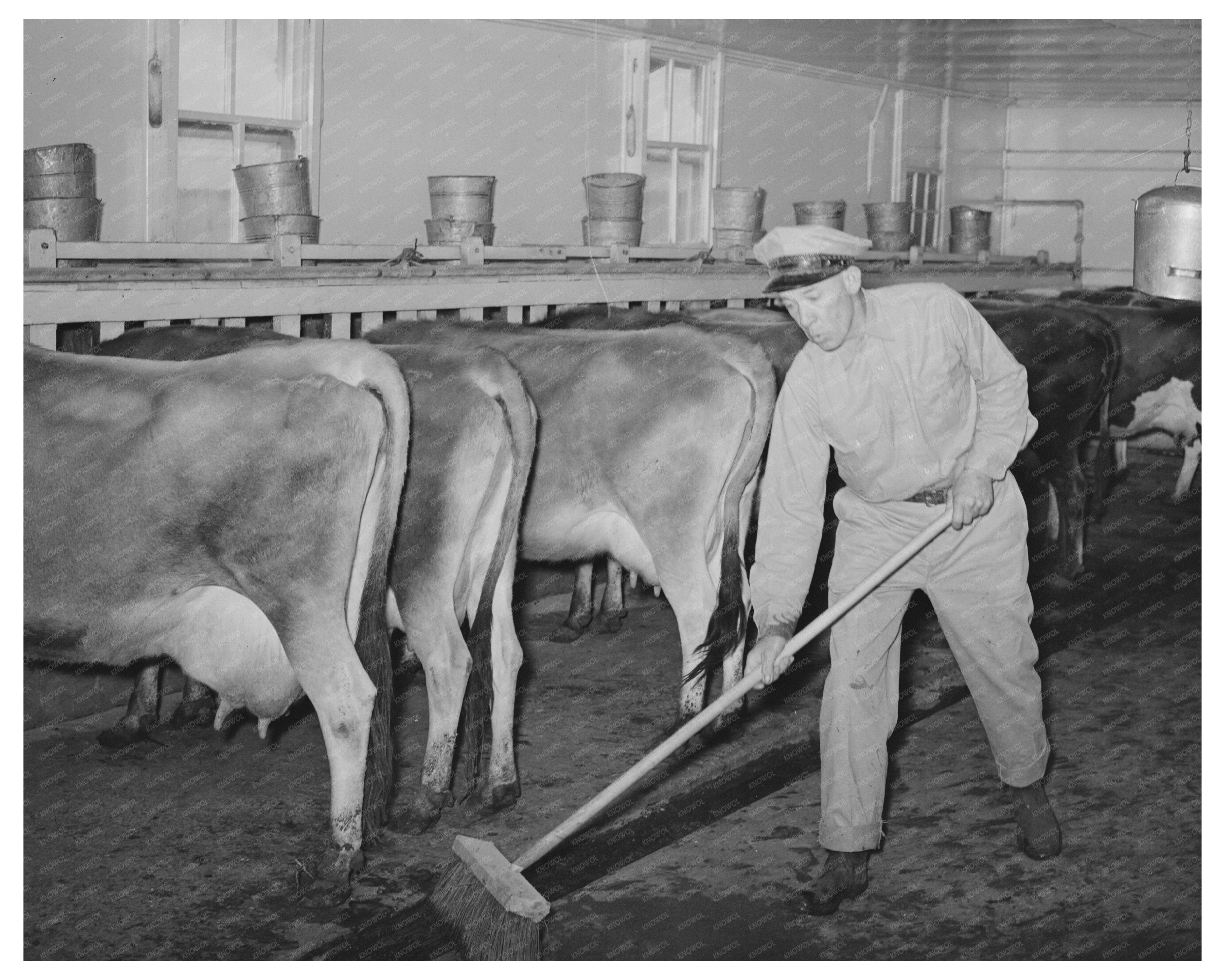 Milking Shed Scene at Texas Dairy Farm November 1939