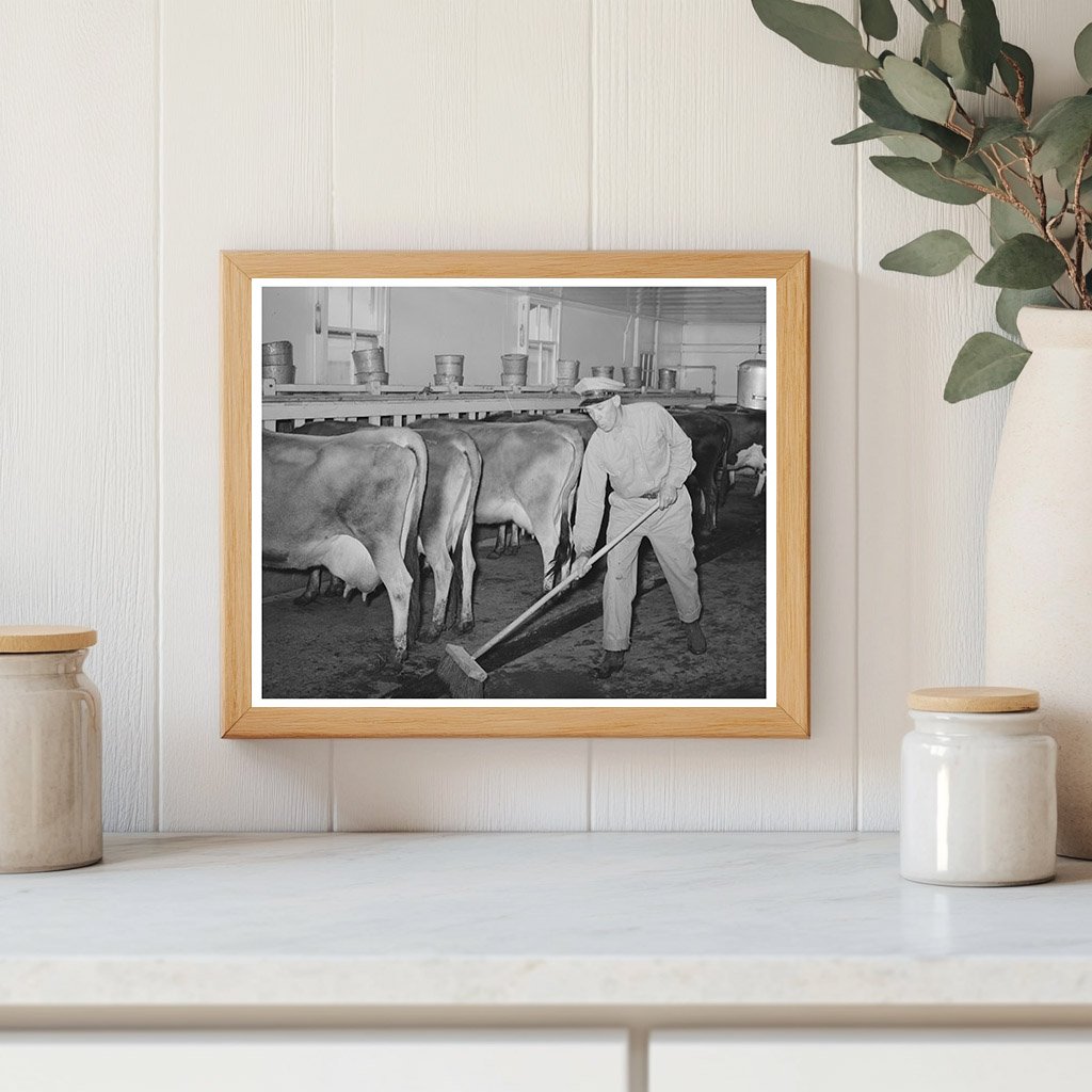 Milking Shed Scene at Texas Dairy Farm November 1939