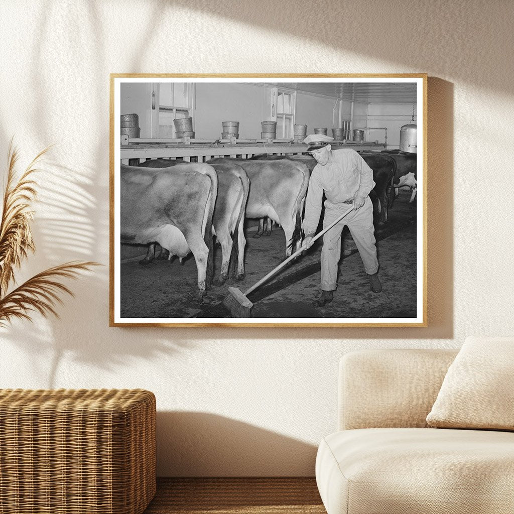 Milking Shed Scene at Texas Dairy Farm November 1939