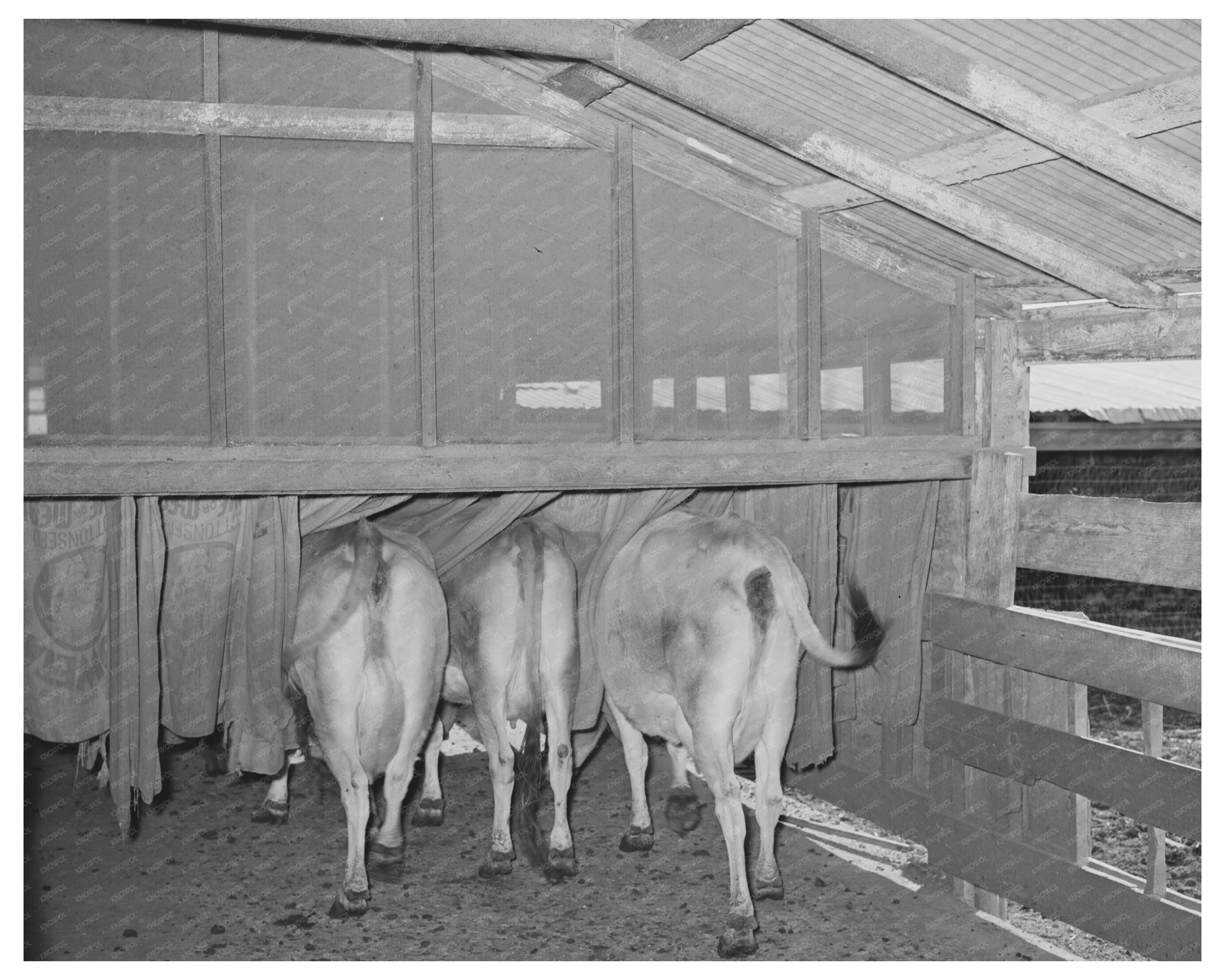 Cows in Burlap Bags Tom Green County Texas 1939