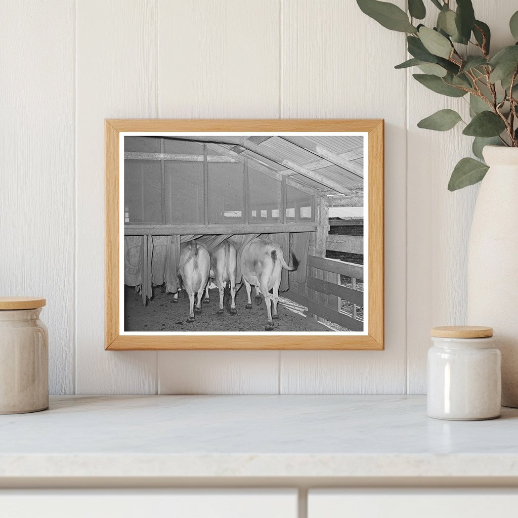 Cows in Burlap Bags Tom Green County Texas 1939