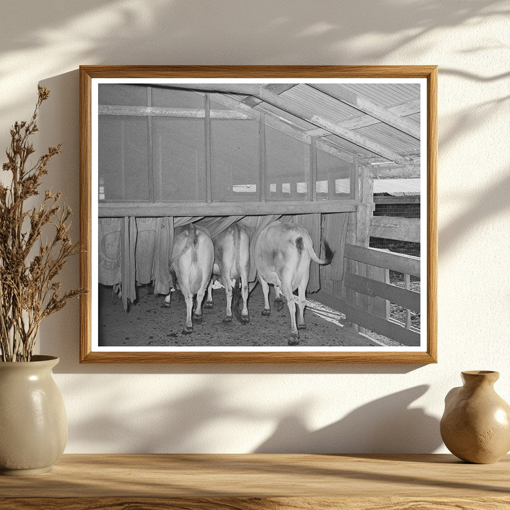 Cows in Burlap Bags Tom Green County Texas 1939