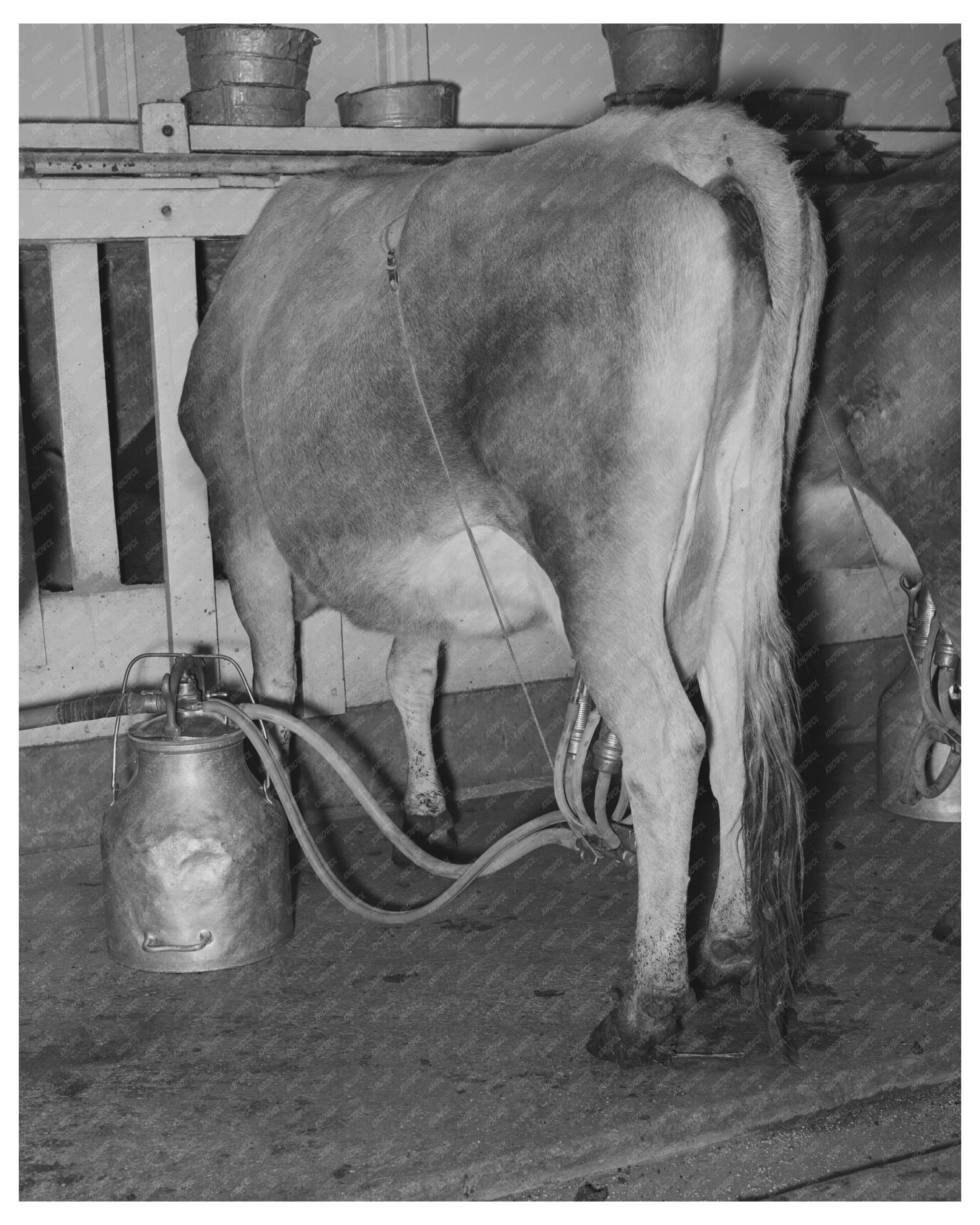 Vintage 1939 Vacuum Milker in Texas Dairy Farm