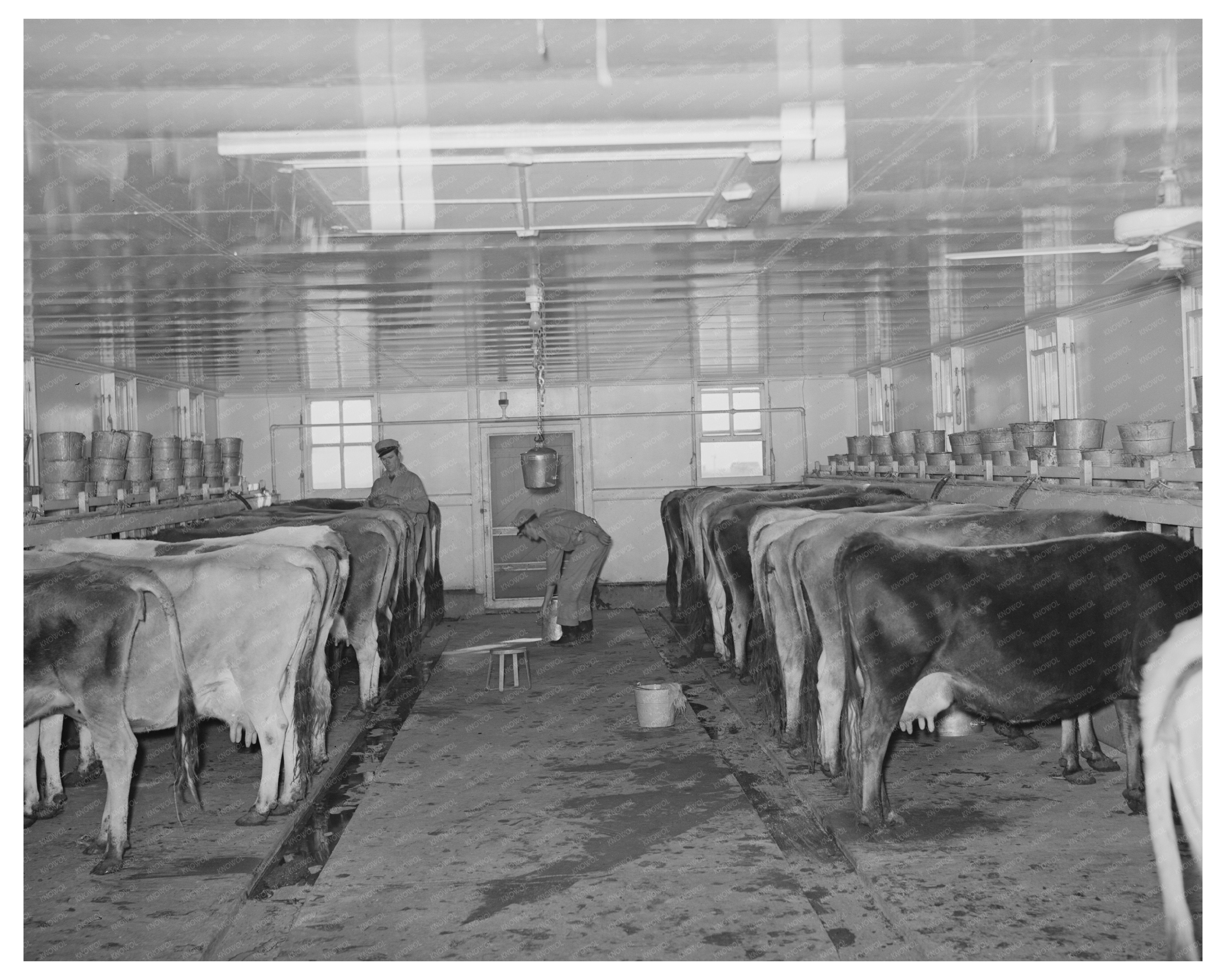 Cows in Milking Shed at Texas Dairy Farm November 1939