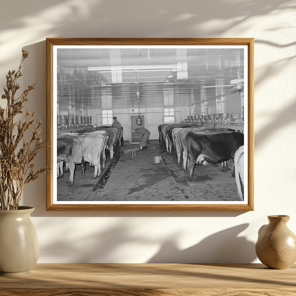 Cows in Milking Shed at Texas Dairy Farm November 1939