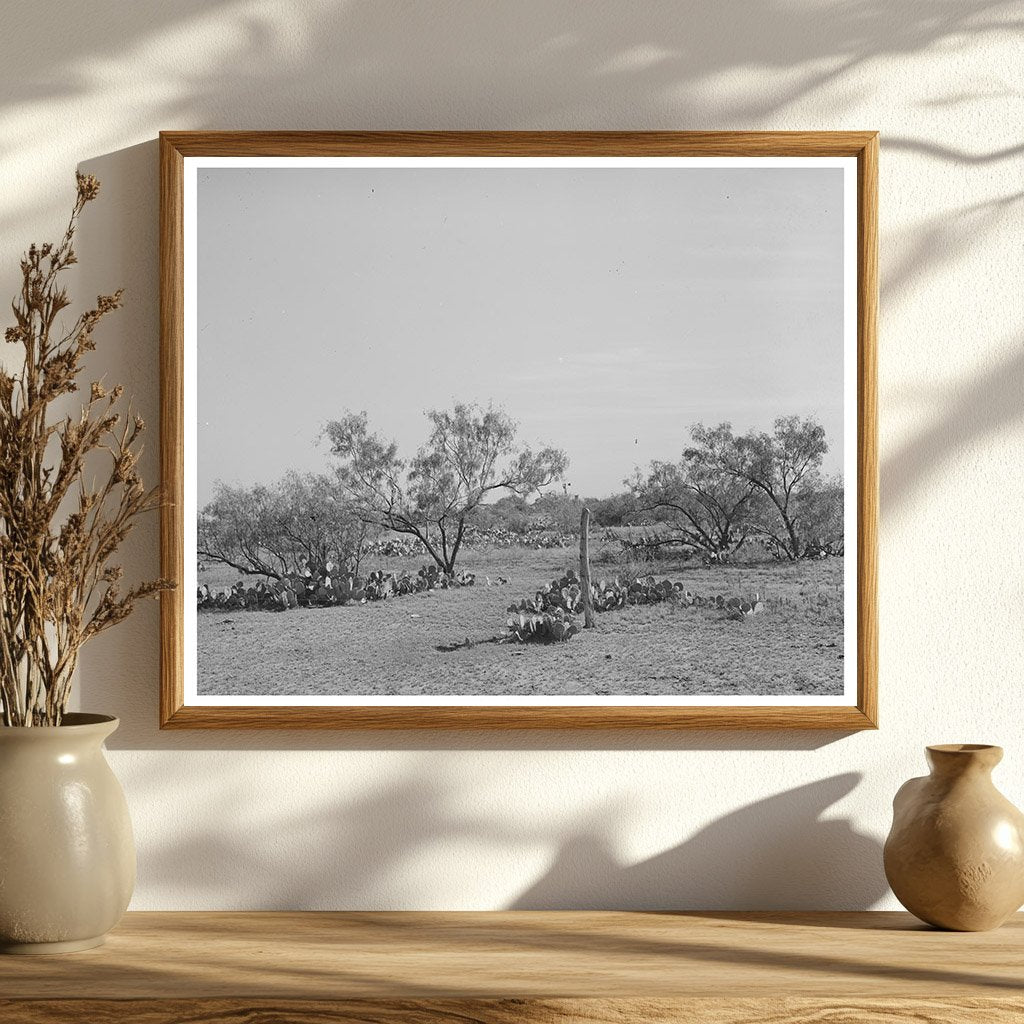 Mesquite Land in Tom Green County Texas November 1939