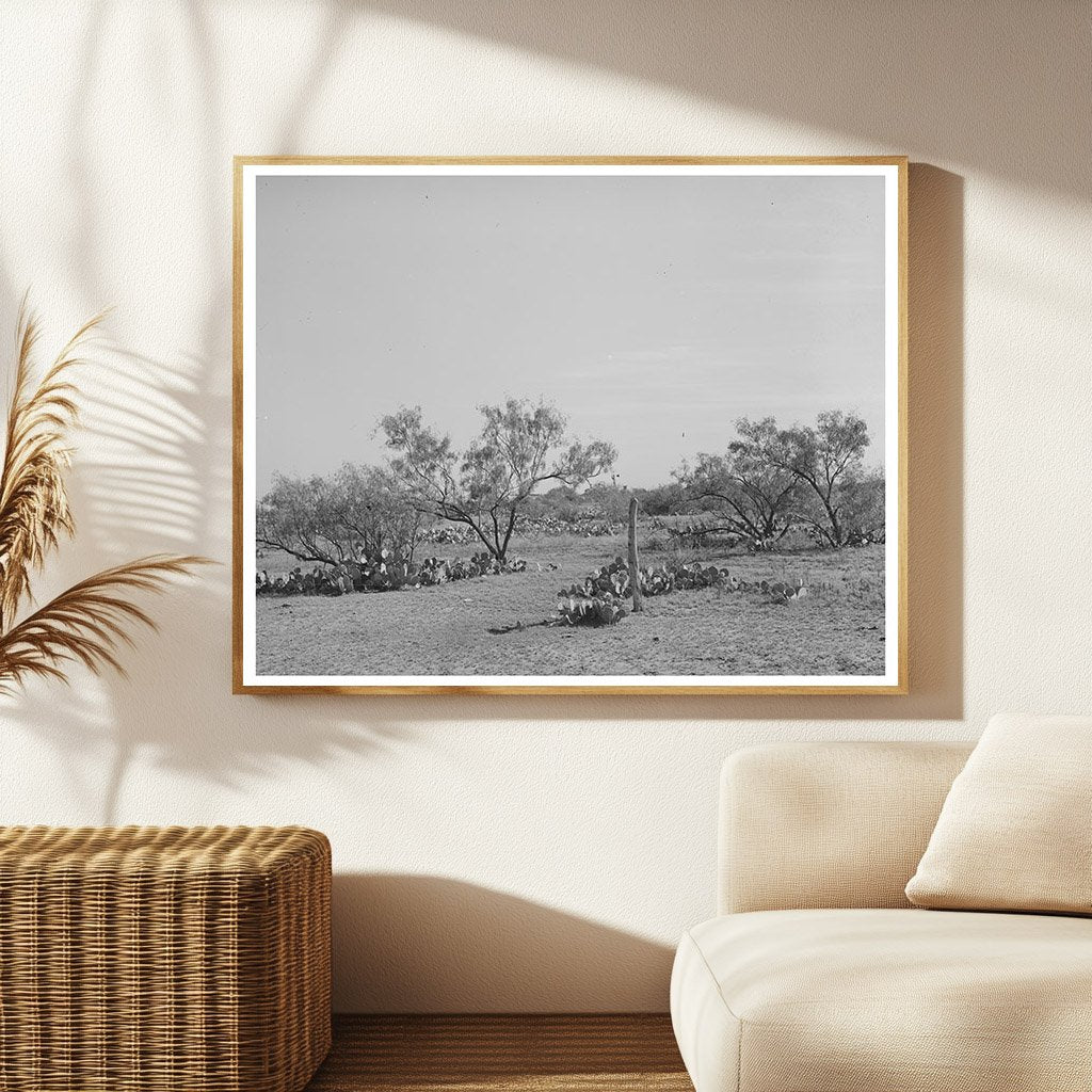 Mesquite Land in Tom Green County Texas November 1939