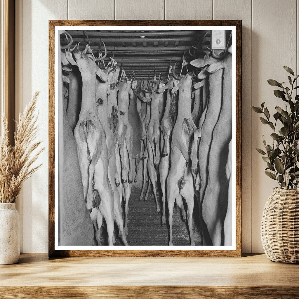 Vintage Deer Hunting Image from December 1939 in Texas