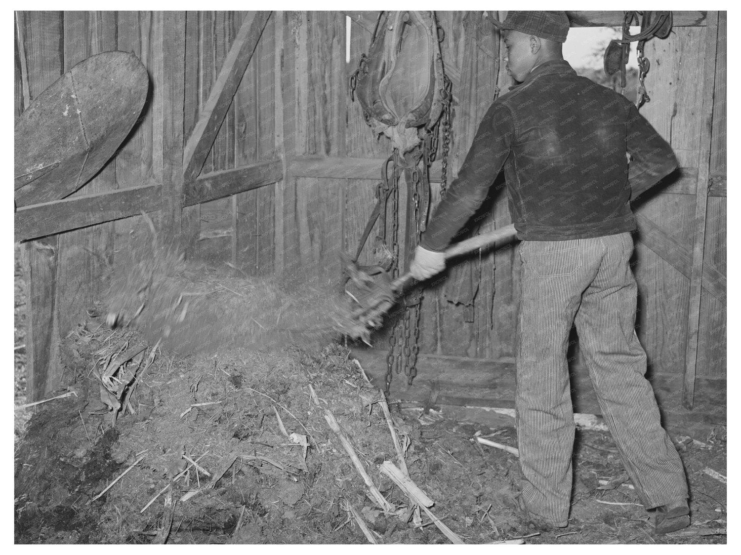 1944 Young Tenant Farmer Cleaning Barn in Oklahoma