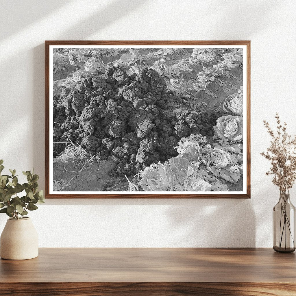 Cabbage Field Fertilization Bexar County Texas 1940