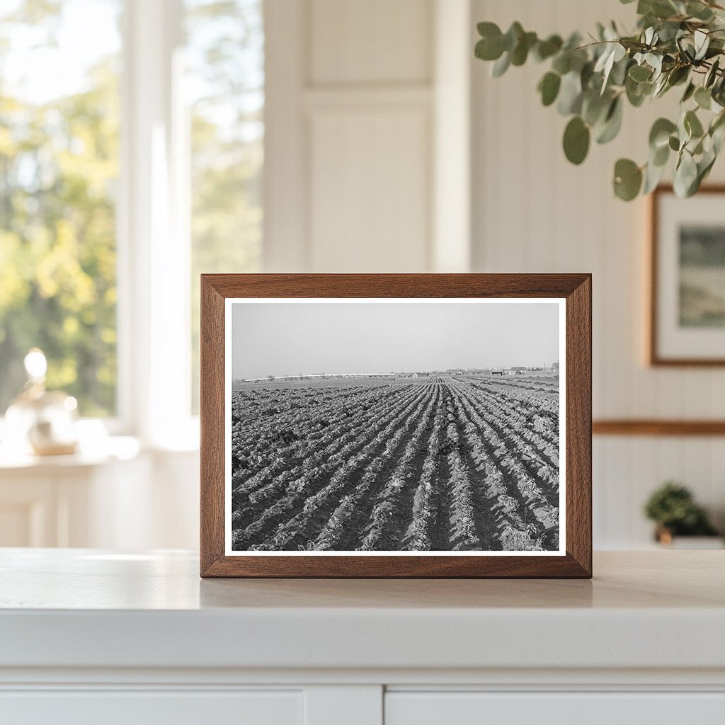 Cabbage Field in Winter Bexar County Texas 1940