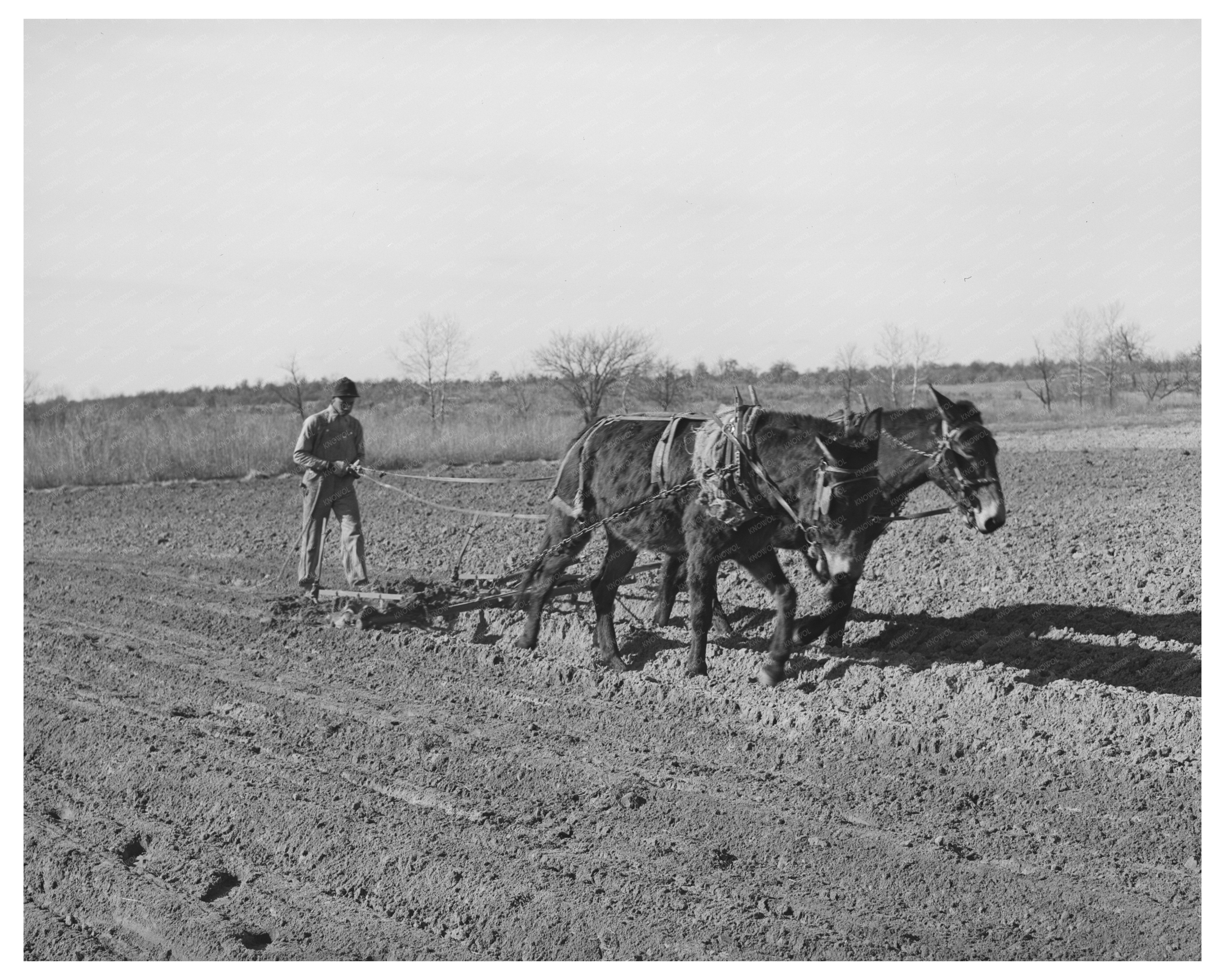 Young Boy Plowing Field with Mule Creek County Oklahoma 1940