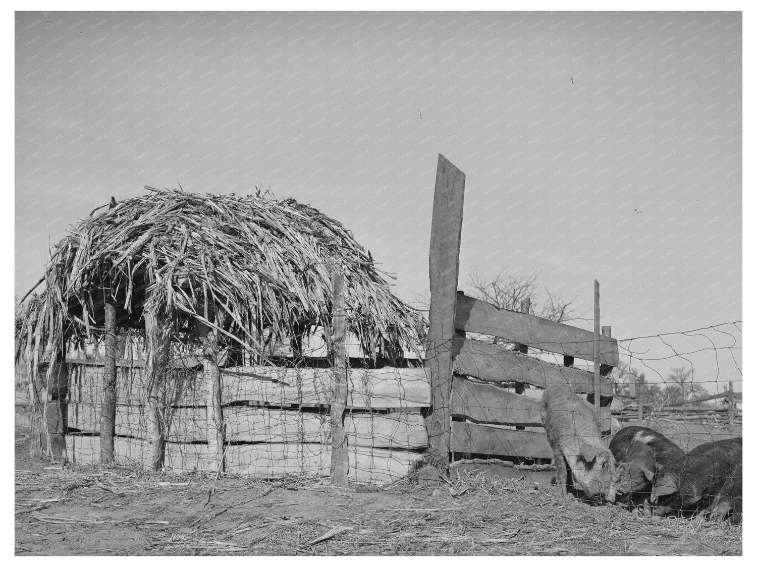 Hog Pen on Pomp Halls Farm Creek County Oklahoma 1944