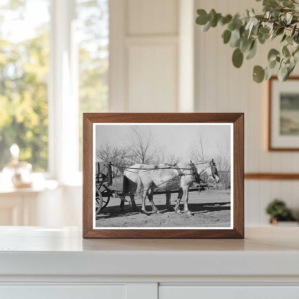 Mules in Creek County Oklahoma February 1940 Image