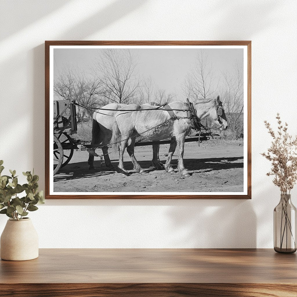 Mules in Creek County Oklahoma February 1940 Image