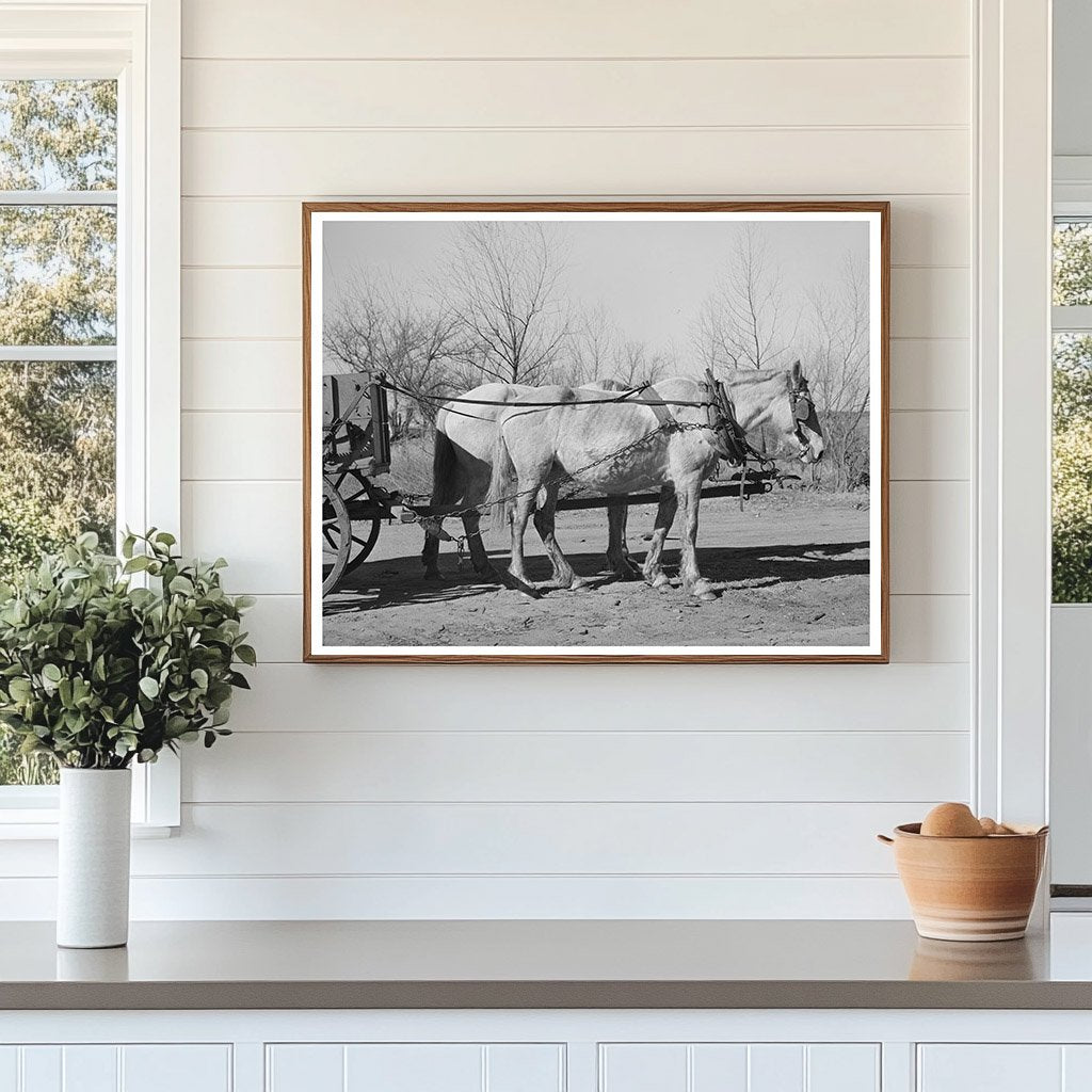 Mules in Creek County Oklahoma February 1940 Image