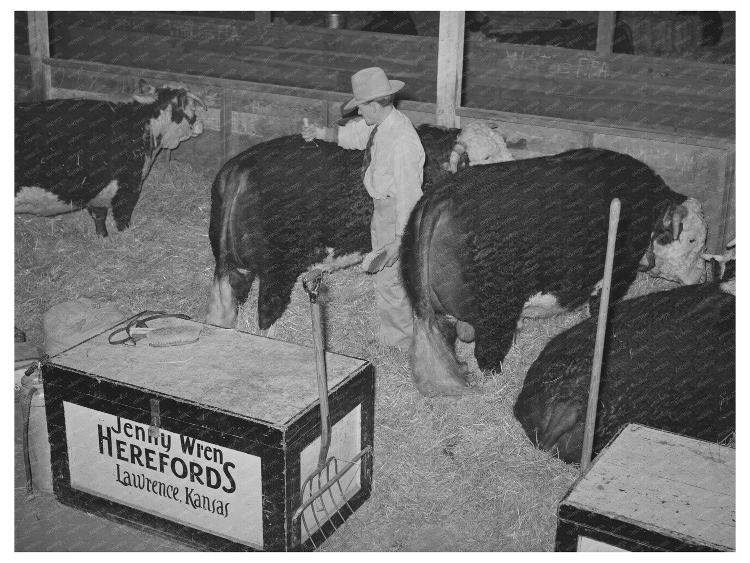 Hereford Bull Grooming for San Angelo Fat Stock Show 1940