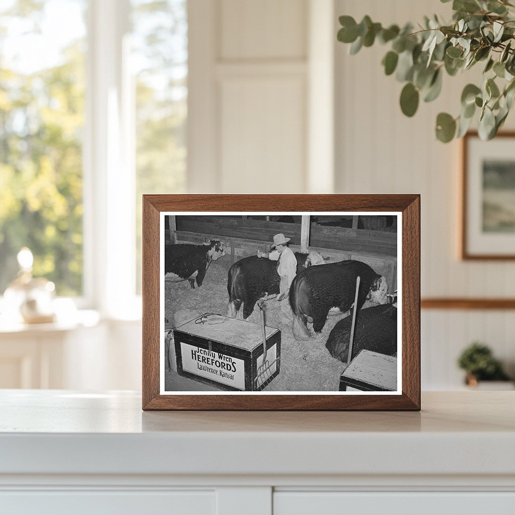 Hereford Bull Grooming for San Angelo Fat Stock Show 1940