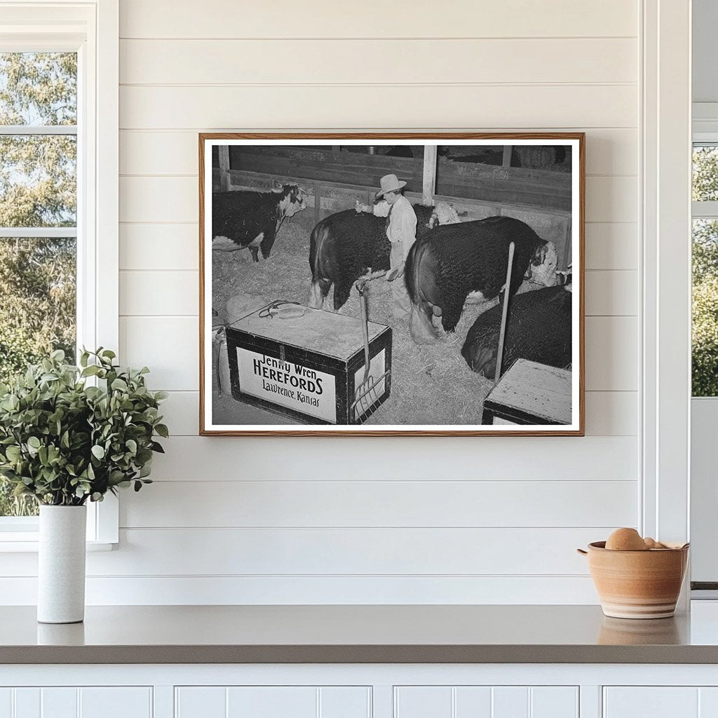 Hereford Bull Grooming for San Angelo Fat Stock Show 1940