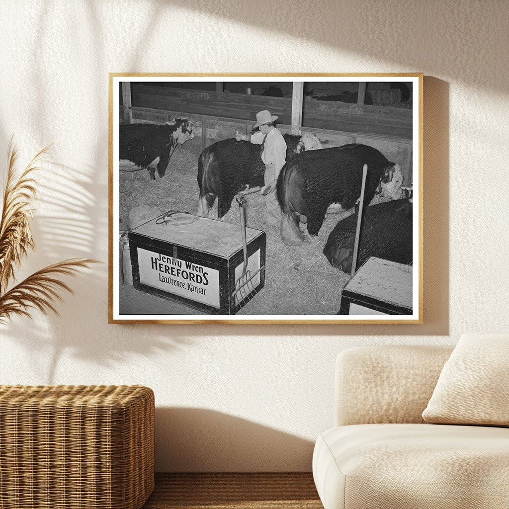 Hereford Bull Grooming at San Angelo Fat Stock Show 1940