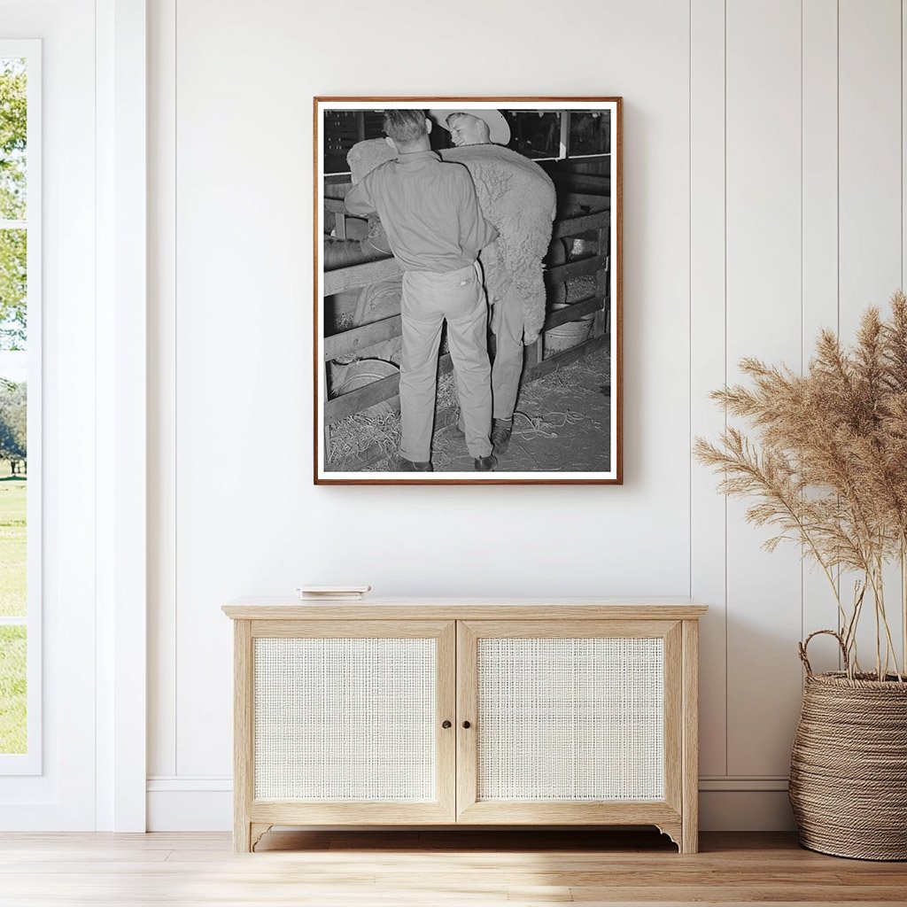 4-H Club Boys Herding Sheep San Angelo Fat Stock Show 1940