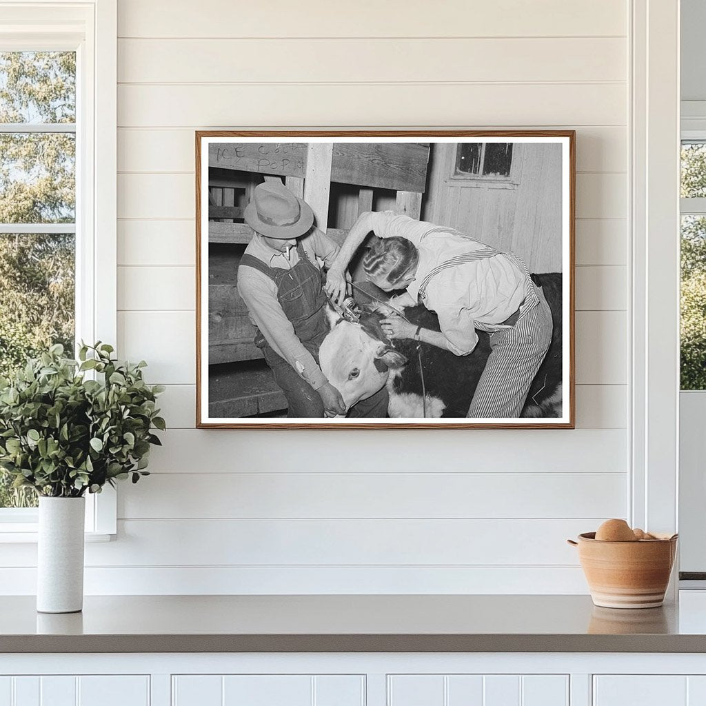 Cowboys Prepare Hereford Steer San Angelo Texas March 1940