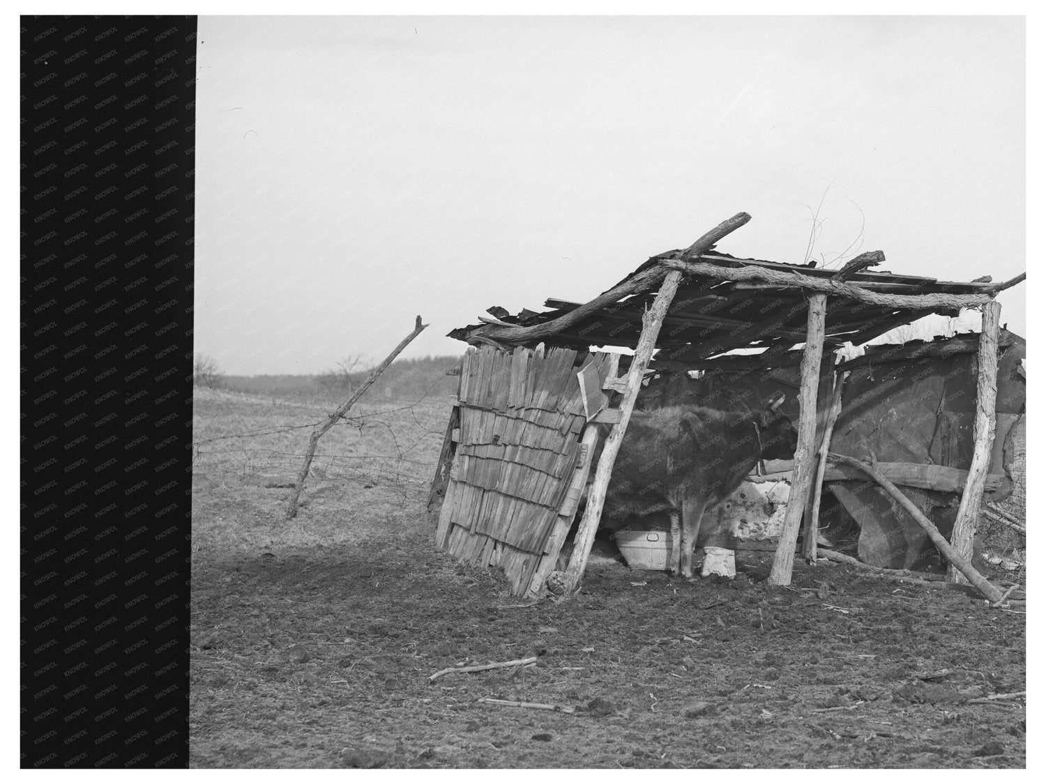 Cowshed on McIntosh County Farm March 1940