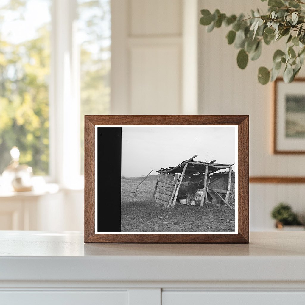 Cowshed on McIntosh County Farm March 1940