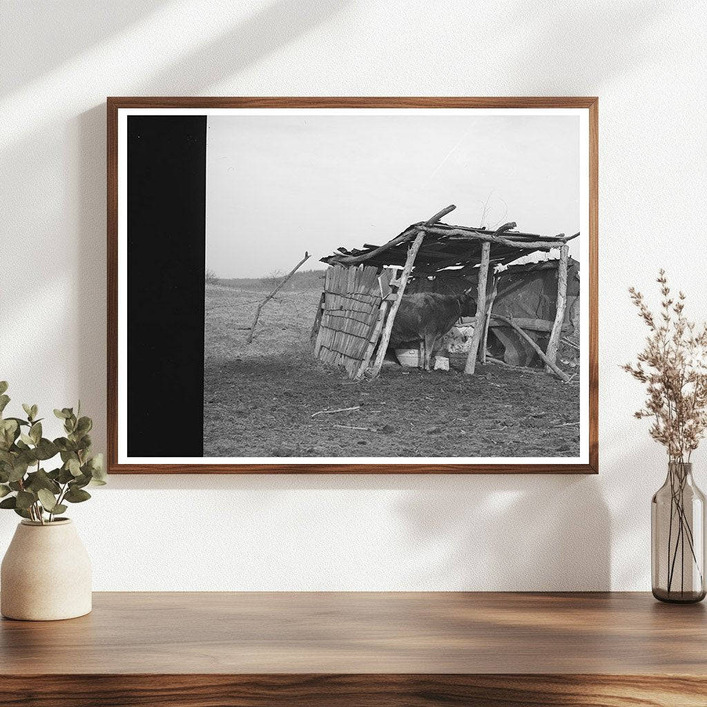 Cowshed on McIntosh County Farm March 1940