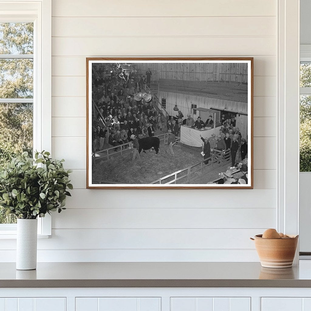 Hereford Cattle Auction San Angelo Texas March 1940